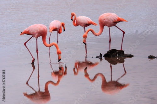Title "Feeding Flamingos"
This picture of a small group of flamingos was taken on the island of Floreana in the Galapagos