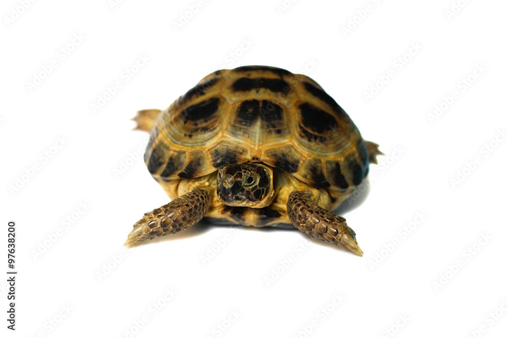 Pet turtle . Pet turtle .