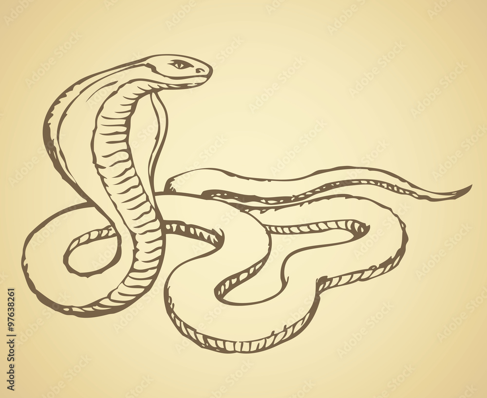 Fototapeta premium Snake. Vector drawing