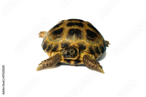 Pet turtle .