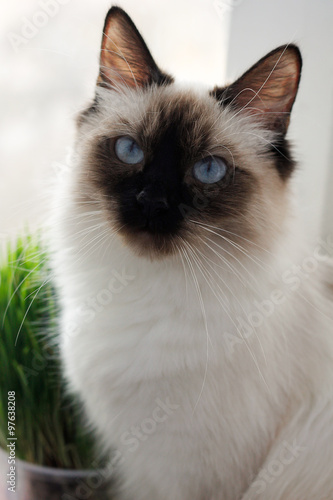 Cat sits on the window next to fresh grass.