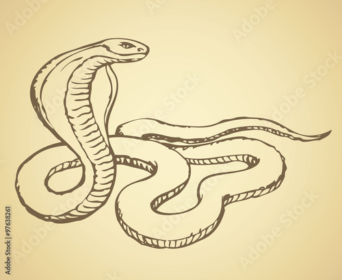 Snake. Vector drawing