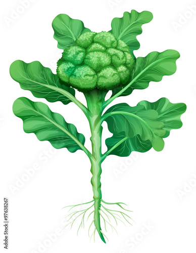 Broccoli with leaves and roots