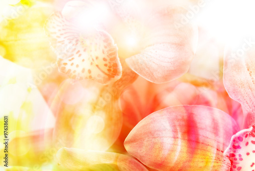 Orchid flower close up