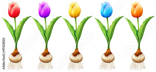 Different color of tulips