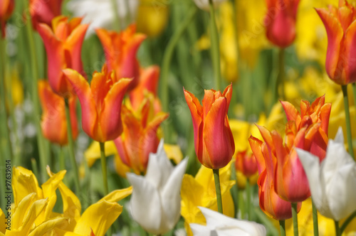 natural background with field of yellow and red tulips #97639614