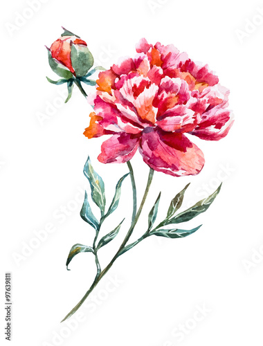 Watercolor vector peony