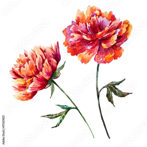 Watercolor vector peony