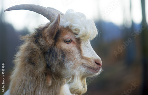 furry farmyard goat with curly hair at zoo photo