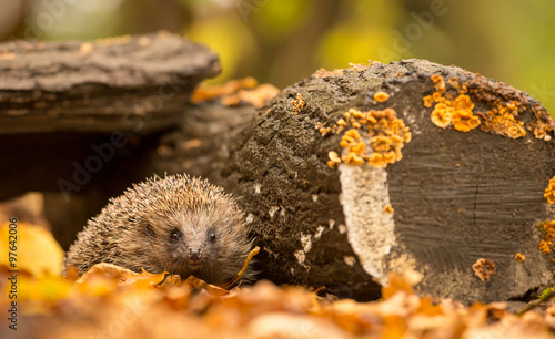 A small cute hedgehog walking through the woodland looking for food