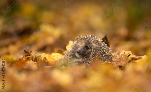 A cute little wild hedgehog sitting in a pile of golden autumn leaves © bridgephotography