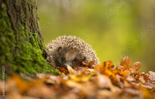 A cute little wild hedgehog walking through golden autumn leaves straight at the camera