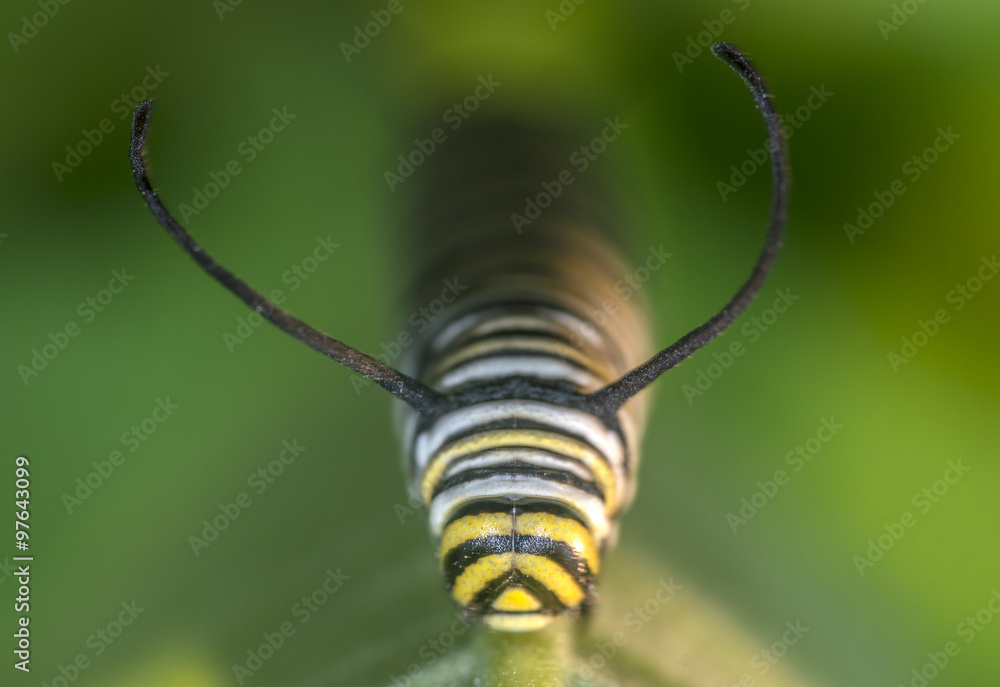 Obraz premium Monarchn Caterpillar, larval, Lepidoptera