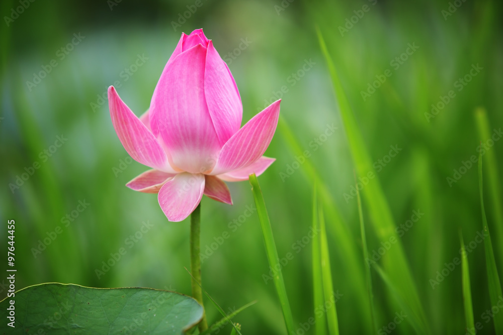 Fototapeta premium beautiful lotus flower