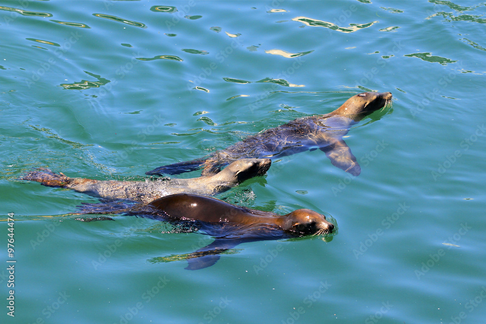 Obraz premium otaries