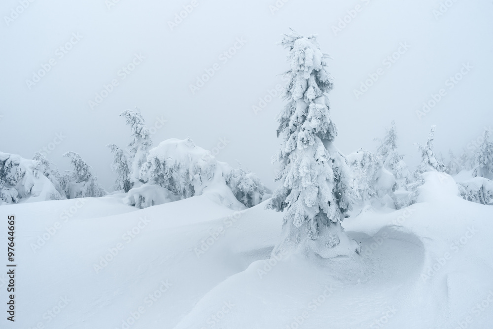 Winter in mountain forest Winter in mountain forest