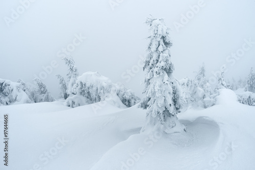 Winter in mountain forest