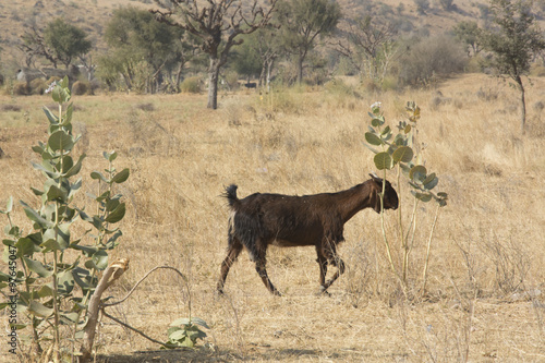 A Wild Goat in Rajasthan, India