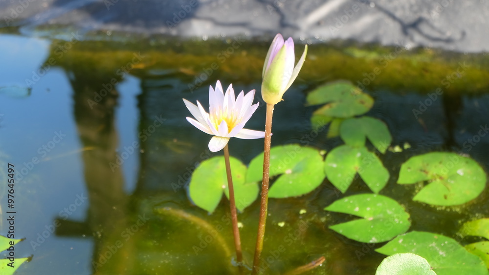 lotus flower
