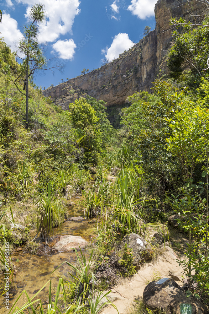 Green jungle in a stream canyon in Isalo, Madagascar Green jungle in a stream canyon in Isalo, Madagascar