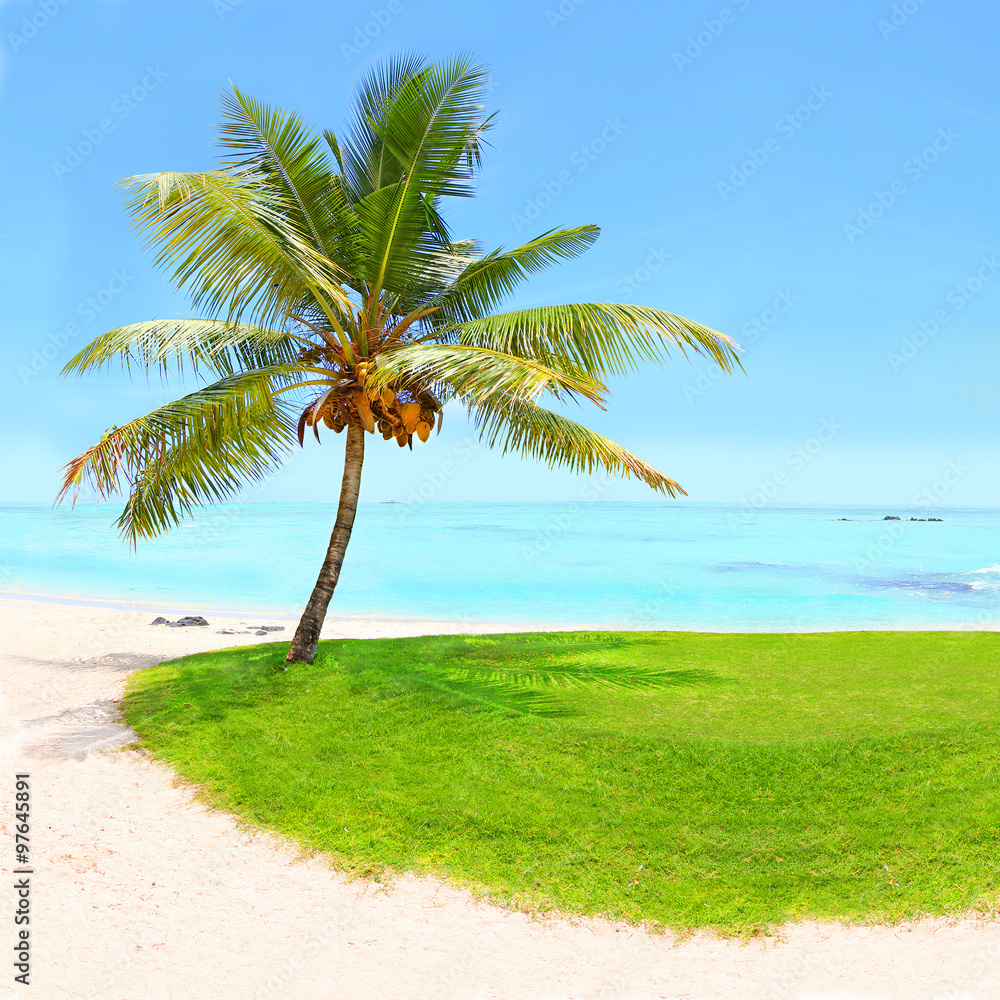 Tropical beach and palm trees with coconuts, blue sea and sunny sky on ...