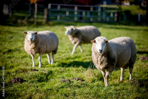 herd of white sheep © teamfoto