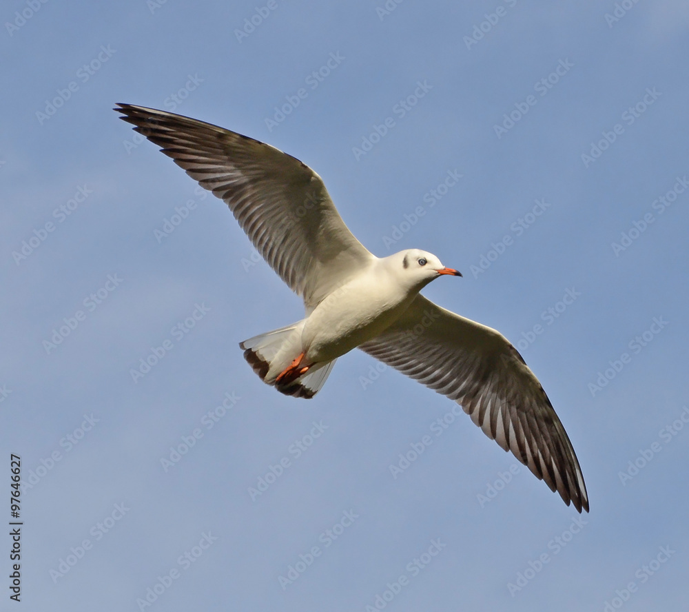 Fototapeta premium gabbiano comune in volo