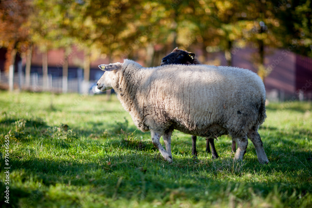 Obraz premium herd of white sheep