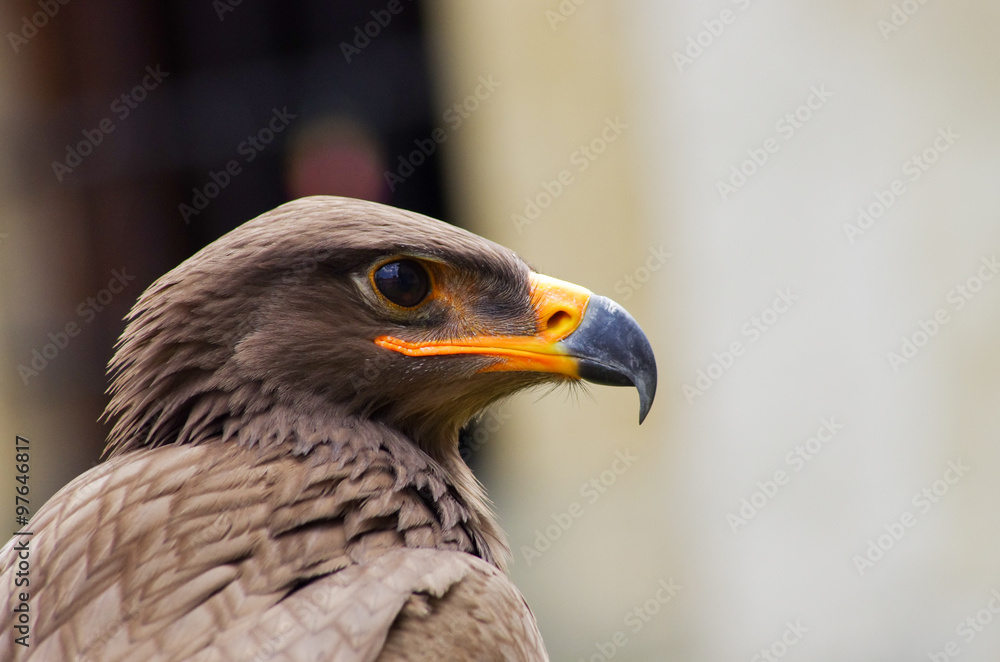 Gead of brown eagle Gead of brown eagle