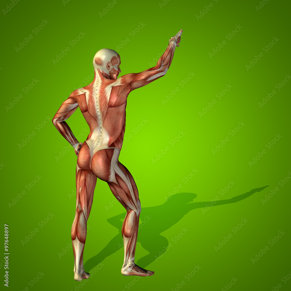 Conceptual 3D human man health anatomy Conceptual 3D human man health anatomy