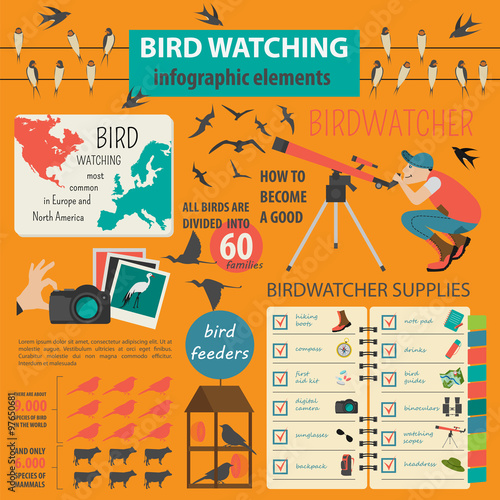 Bird watching infographic template
