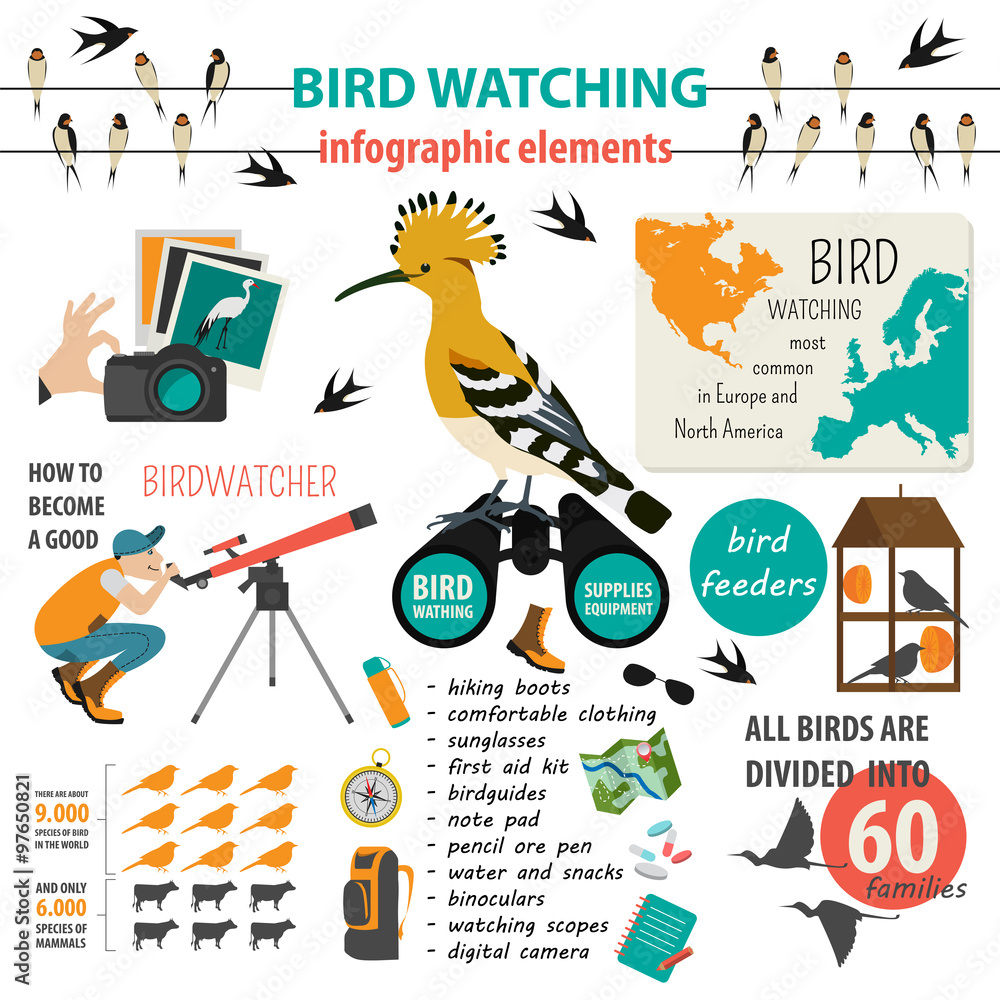 Naklejka premium Bird watching infographic template