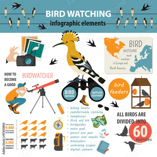 Bird watching infographic template
