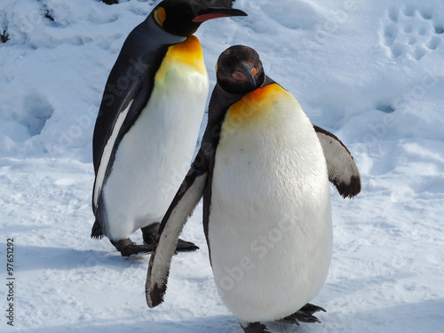 Emperor penguin walk on snow