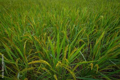 Rice paddy.