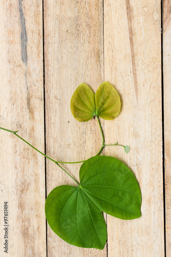 leaves of a tree on a wood background.(Burma Padauk leaves)