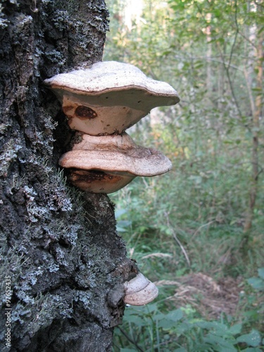 Вдвоем. Два больших гриба на дереве.
