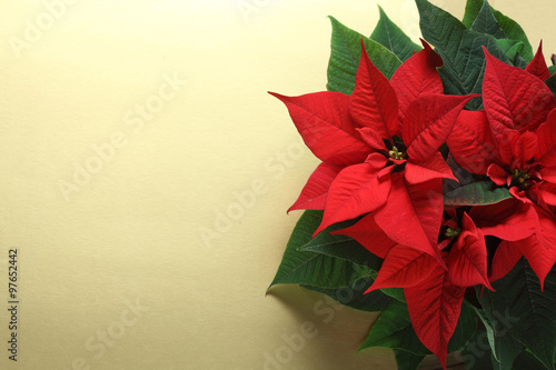 Red poinsettia / Christmas flower/ Christmas golden background
