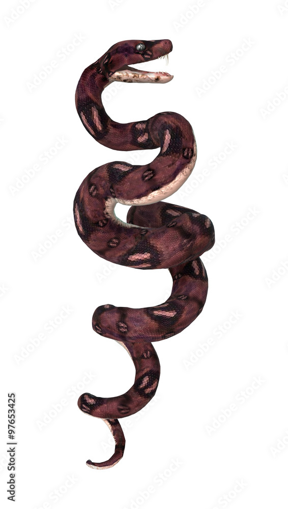 Anaconda Snake on White Anaconda Snake on White