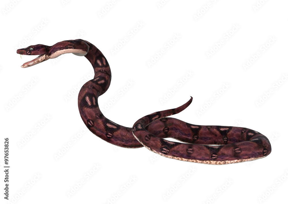 Anaconda Snake on White Anaconda Snake on White