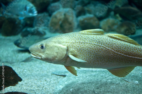 Cod fish floating in aquarium