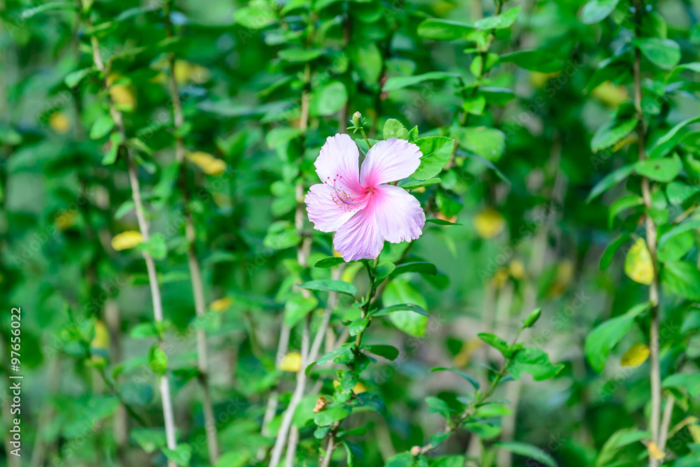 Beautiful pink hibiscus flower blossom in garden. Beautiful pink hibiscus flower blossom in garden.
