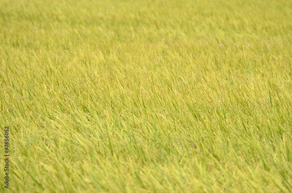The Asian rice crop at Sekinchan, Malaysia..