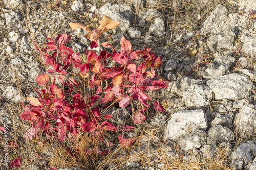 Red-leaf plant in rocks  closeup