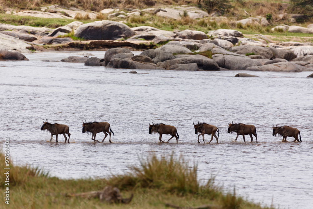 Mara Crossing der Gnus Mara Crossing der Gnus