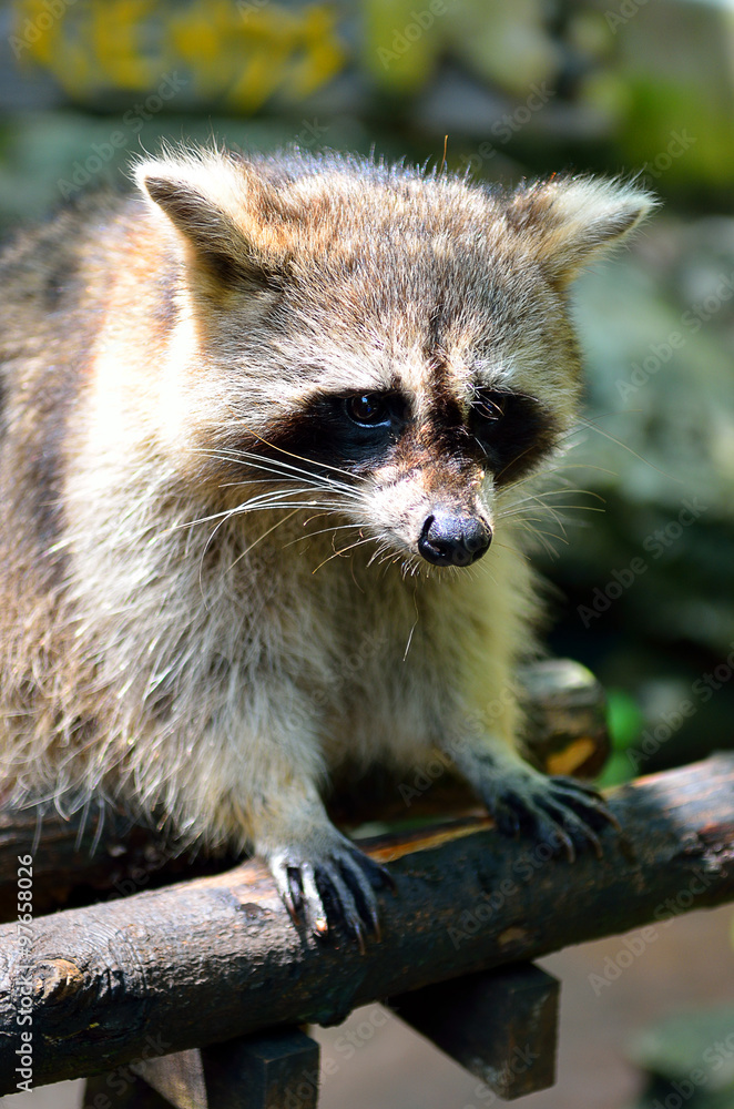 Obraz premium Racoon (Procyon Iotor)..