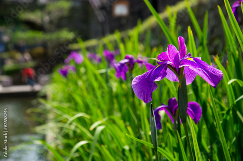 Fototapeta Naklejka Na Ścianę i Meble -  川沿いの紫色の花ショウブ