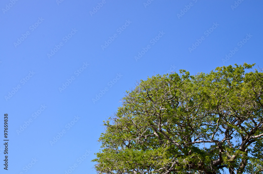 tamarind tree and cloudless blue sky; copy space tamarind tree and cloudless blue sky; copy space