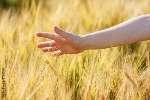 Woman hand touches wheat ears. Wheat field. Shallow depth of field. Selective focus.