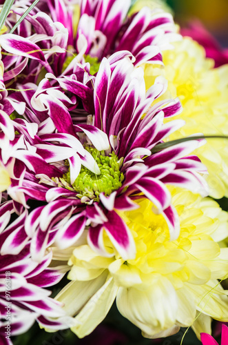 Fototapeta Naklejka Na Ścianę i Meble -  Bouquet of beautiful colorful chrysanthemums